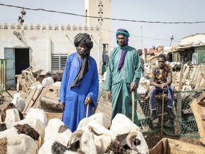 Des bergers surveillent leur moutons dans l'un des principauxx marchés aux bestiaux de Dakar, à Pikine, le 7 juillet 2021. - JOHN WESSELS [AFP]