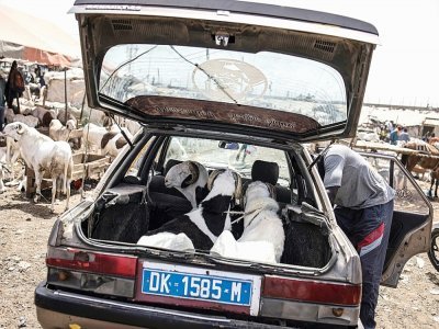 Un homme embarque un mouton qu'il vient d'acheter au marché de Pikine, à Dakar, le 7 juillet 2021. - JOHN WESSELS [AFP]