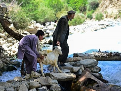 Deux hommes tirent une chèvre vers un pont provisoire le 18 juillet 2021 dans la province du Panshir, en Afghanistan, avant la fête de l'Aïd al-Adha - AHMAD SAHEL ARMAN [AFP]