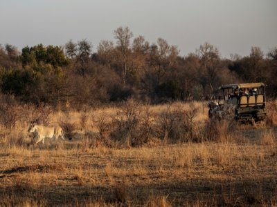 Des touristes portant des masques chirurgicaux regardent une lionne dans la réserve de Dinokeng, près de Pretoria, le 7 août 2020. - Michele Spatari [AFP]