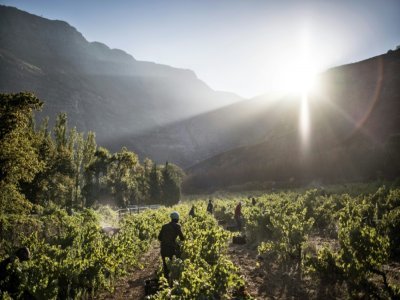 Un vignoble dans les montagnes Hottentots, le 23 février 2021, à Stellenbosch, en Afrique du Sud. - MARCO LONGARI [AFP]