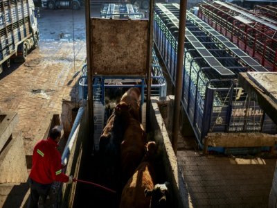 Un employé fait monter du bétail dans un camion après leur vente aux enchères au marché Liniers, le 1er juillet 2021 à Buenos Aires, en Argentine - RONALDO SCHEMIDT [AFP]