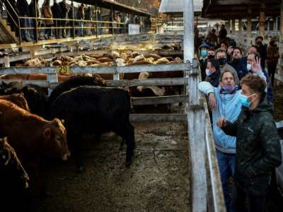 Vente aux enchères de bétail au marché de Liniers de Buenos Aires, le 1er juillet 2021 en Argentine - RONALDO SCHEMIDT [AFP]