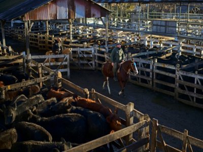 Des gauchos surveillent les enclos à bétail au marché Liniers de Buenos Aires, le 16 juillet 2021 en Argentine - RONALDO SCHEMIDT [AFP]