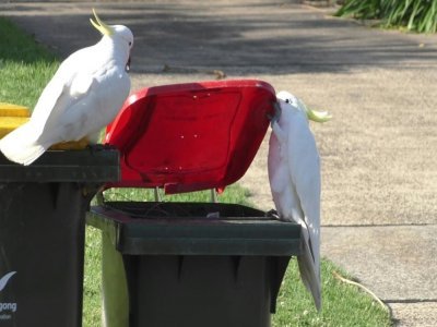 Des cacatoès prêts à se repaître du contenu d'une poubelle de Sydney en Australie, sur un photo transmise à l'AFP le 20 juillet 2021 - Barbara Klump [Max Planck Institute of Animal Behavior/AFP]