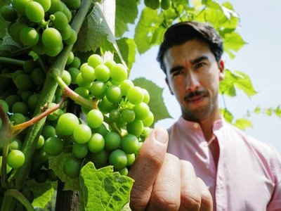 Haroon Rahimi dans les vignes du conservatoire viticole de Obermorschwihr, le 21 juillet 2021 - SEBASTIEN BOZON [AFP]
