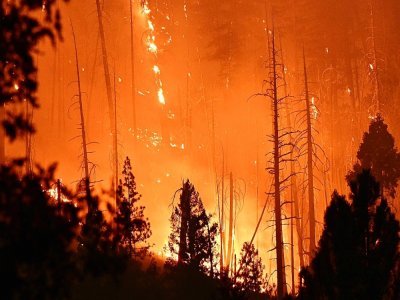 Des pins brûlent aux mains du Dixie Fire, à Twain, en Californie, le 26 juillet 2021 - Robyn Beck [AFP]
