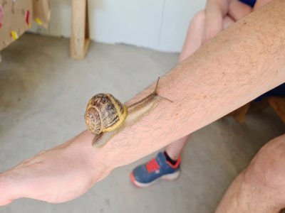 L'héliciculteur le promet : la bave d'escargot, cela ne colle pas !