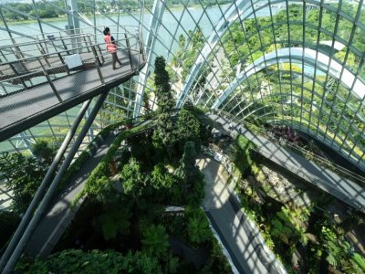 Garden by the Bay à Singapour, dans le Cloud Forest, le 26 juillet 2021 - ROSLAN RAHMAN [AFP]