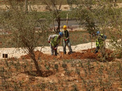 D'ici 2030, le projet "Green Riyadh" prévoit de planter 7,5 millions d'arbres. Ryad, le 29 mars 2021 - Fayez Nureldine [AFP/Archives]