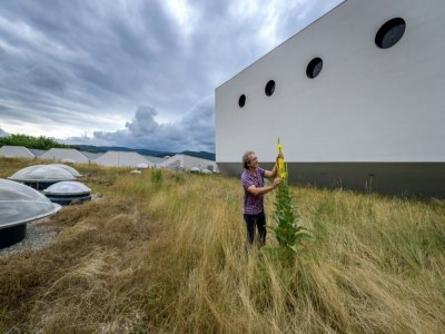 Toiture végétalisée sur le toit d'un complexe de la Halle Saint-Jacques de Bâle en Suisse, le 29 juin 2021 - Fabrice COFFRINI [AFP]