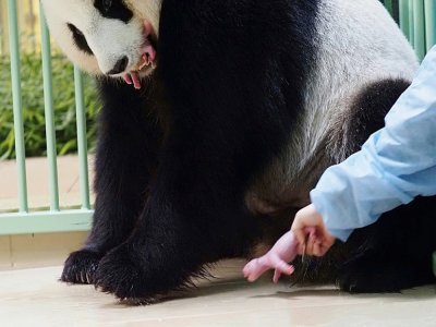 Le panda géant Huan Huan et ses deux jumeaux nouveaux-nés, le 1er août 2021 au zoo de Beauval, dans le centre de la France - Guillaume SOUVANT [AFP]