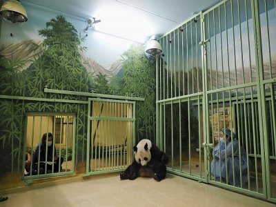 Des soigneurs spécialement venus de Chine se tiennent aux côtés de la panda Huan Huan avant son accouchement, le 1er août 2021 au zoo de Beauval, dans le centre de la France - GUILLAUME SOUVANT [AFP]