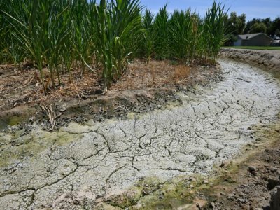 Le sol craquelé près d'un champ de maïs dans une ferme à Fresno, Californie, le 24 juillet 2021 - Robyn Beck [AFP]