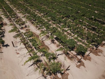 Un champ de vignes arrosées par micro-irrigation à cause de la sécheresse, à Fresno, en Californie, le 24 juillet 2021 - Robyn Beck [AFP]