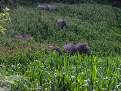 Des éléphants sauvages en migration dans la province chinoise du Yunnan, le 13 juillet 2021 - Handout [Yunnan Forest Brigade/AFP]