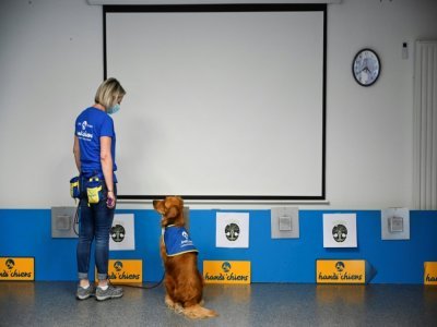 Pokaa, un chien renifleur de Covid-19, avec son éducatrice devant des boîtes contenant des échantillons test, à l'Ehpad La Roselière de Kunheim  dans le Haut-Rhin, le 2 août 2021 - SEBASTIEN BOZON [AFP]