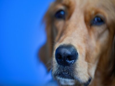 Les qualités olfactives de Pokaa, qui intervenait déjà dans une vingtaine d'Ehpad en tant que chien de médiation, sont le fruit d'une formation de "quatre semaines" à l'Ecole nationale vétérinaire d'Alfort - SEBASTIEN BOZON [AFP]
