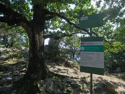 L'entrée de la forêt de Massane (Pyrénées-orientales), le 30 juillet 2021 qui vient d'être classée au patrimoine mondial de l'Unesco - RAYMOND ROIG [AFP/Archives]
