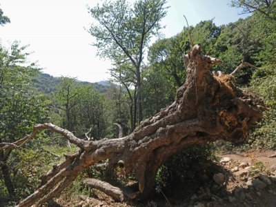Le tronc d'un arbre déraciné dans la forêt de Massane le 30 juillet 2021 - RAYMOND ROIG [AFP/Archives]