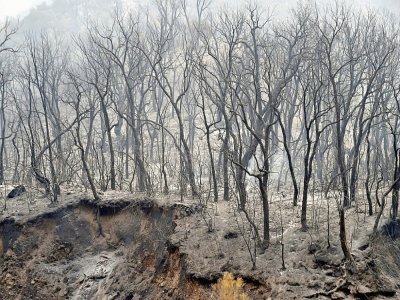 Des arbres carbonisés d'une forêt de Kabylie, en Algérie, le 10 août 2021 - Ryad KRAMDI [AFP]
