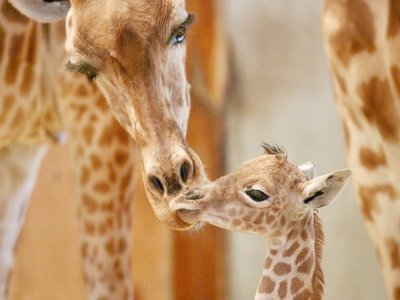 Le girafon est né ce dimanche 15 août en fin d'après-midi. - Parc animalier de Champrépus