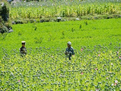 Récolte de la sève d'opium dans un champ de pavot dans la province de Nangarhar, le 10 mai 2020 - NOORULLAH SHIRZADA [AFP]