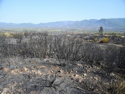 La végétation brûlée le 19 août 2021 près du Luc, dans le Var - Sylvain THOMAS [AFP]