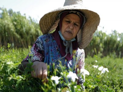 Une travailleuse agricole cueille des fleurs de jasmin destinées à la production du parfum N°5 de Chanel, le 26 août 2021 à Pégomas, dans les Alpes-Maritimes - Valery HACHE [AFP]