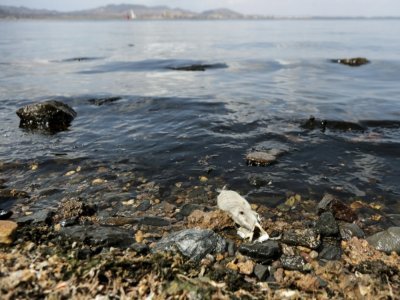 Un poisson mort sur le rivage de la lagune de la mer Mineure, le 25 août 2021 en Espagne - Jose Miguel  FERNANDEZ [AFP/Archives]