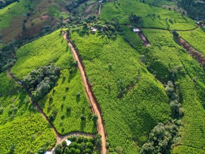 Vue aérienne de champs de coca dans les montagnes de la municipalité de El Patia, dans la région de Cauca en colombie, le 1 mai 2021 - Raul ARBOLEDA [AFP]