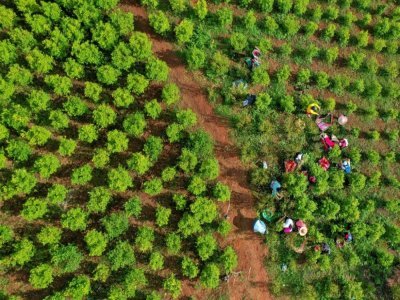 Vue aérienne de "raspachines", ramasseurs de feuilles de coca colombiens, travaillant dans les montagnes de la municpalité de El Patia municipality, dans la région de Cauca en Colombie, le 5 mai 2021 - Raul ARBOLEDA [AFP]