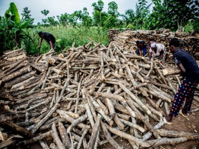 Un famille prépare le bois qu'elle va vendre à Zogbodomey, dans la forêt de Hlanzoun, au Bénin, le 9 juillet 2021 - Yanick Folly [AFP]