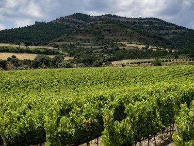 Le vignoble Torres, le 27 juillet 2021 à Tremp, près de Lleida, dans le piémont pyrénéen - Josep LAGO [AFP/Archives]
