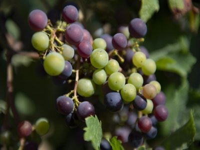 Une grappe de raisin du vignoble Torres, le 27 juillet 2021 à Tremp, près de Lleida, dans le piémont pyrénéen - Josep LAGO [AFP/Archives]