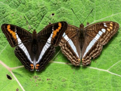 Des papillons Adelpha corcyra and an Adelpha alala à Jardin, en Colombie, le 21 août 2021 - JOAQUIN SARMIENTO [AFP]