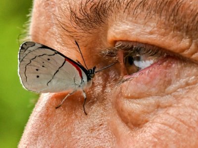 Un papillon se pose près de l'oeil du photographe colombien Juan Guillermo Jaramillo, le 19 août 2021 à Jardin, en Colombie - JOAQUIN SARMIENTO [AFP]
