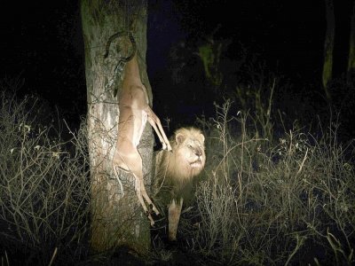 Un lion approche la carcasse d'un impala, dans la réserve de Balule le 30 août 2021 - LUCA SOLA [AFP]