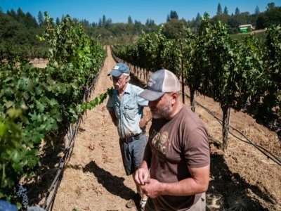 Randy Dunn et son fils Mike inspectent leurs vignes à 2 semaines du début de la récolte, espérant qu'un nouvel incendie ne viendra pas ruiner la récolte comme en 2020 - Nick Otto [AFP]