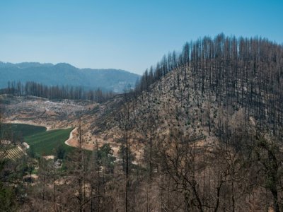 Une colline de la Napa Valley ravagée par le feu de 2020 baptisé "Glass fire" - Nick Otto [AFP]