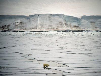 Un ours blanc dans la baie d'Essen, au large de l'île de la Terre George, le 22 août 2021 - Ekaterina ANISIMOVA [AFP/Archives]