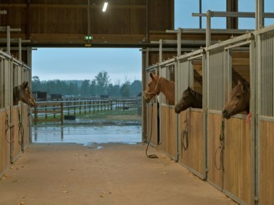 Des chevaux au refuge de la Fondation "30 Millions d'amis", le 9 septembre 2021 à Bannegon, dans le Cher - GUILLAUME SOUVANT [AFP]