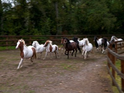 Des chevaux du refuge "30 Millions d'Amis", le 9 septembre 2021 à Bannegon, dans le Cher - GUILLAUME SOUVANT [AFP]