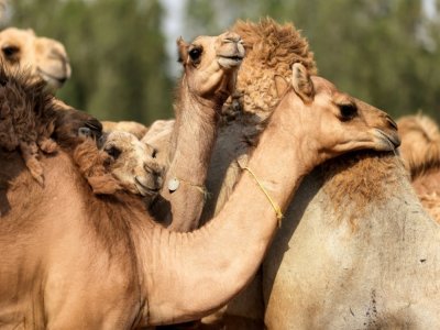 Des chameaux clonés dans un enclos du Centre de reproduction biotechnologique de Dubaï, le 4 juin 2021 aux Emirats arabes unis - Karim SAHIB [AFP]