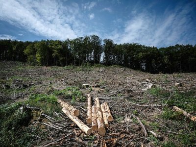 Parcelle du Vieux Dun (Nièvre), où une vingtaine d'hectares d'épicéas viennent d'être coupés, le 3 septembre 2021 - JEAN-PHILIPPE KSIAZEK [AFP/Archives]