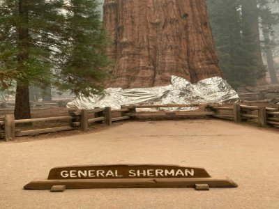 Les pompiers ont drapé d'une couverture ignifugée la base du plus emblématique des séquoias géants, baptisé "General Sherman", considéré comme l'arbre le plus volumineux du monde - Handout [NATIONAL PARK SERVICE/AFP]