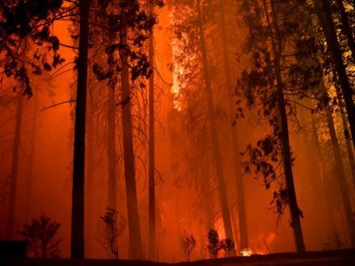 Des arbres sont consumés par l'incendie baptisé French Fire dans la forêt nationale de Sequoia, près de Wofford Heights (Californie), le 25 août 2021 - Patrick T. FALLON [AFP]
