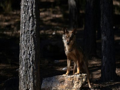 Un loup près du village de Puebla de Sanabria, en Espagne, le 28 juillet 2021 - PIERRE-PHILIPPE MARCOU [AFP]