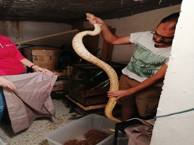 2 serpents découverts dans le logement d'un suspect à Caen. - Police Nationale 14