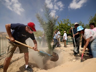 Des Israéliens plantent un dattier issu de graines vieilles de 2.000 ans, dans le sud d'Israël le 27 septembre 2021 - Emmanuel DUNAND [AFP]